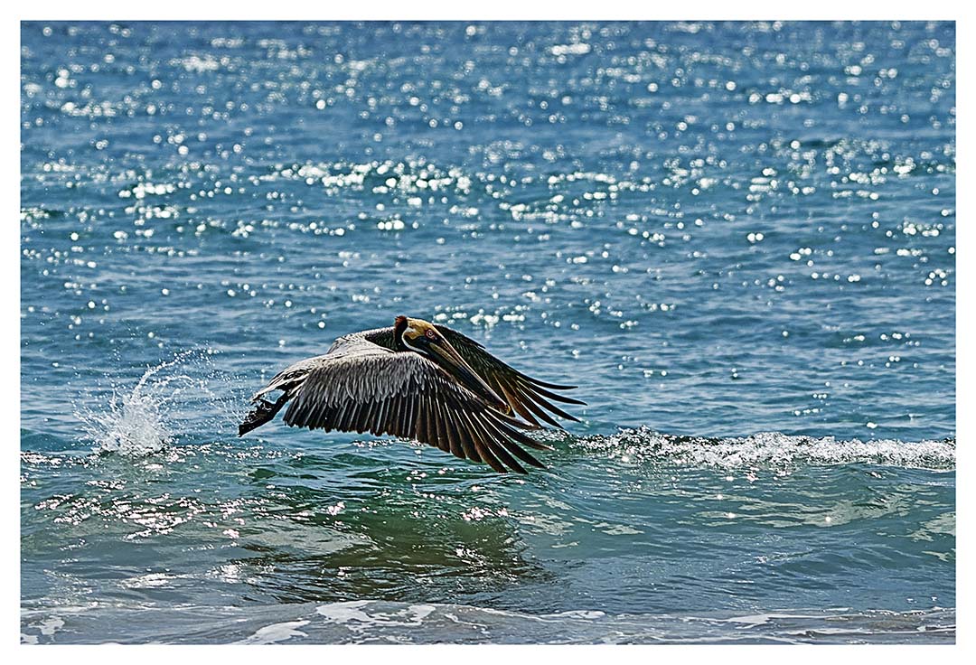 07 - Juli - fliegender Pelikan