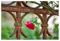 04 - April - The Rust &amp; The Rose